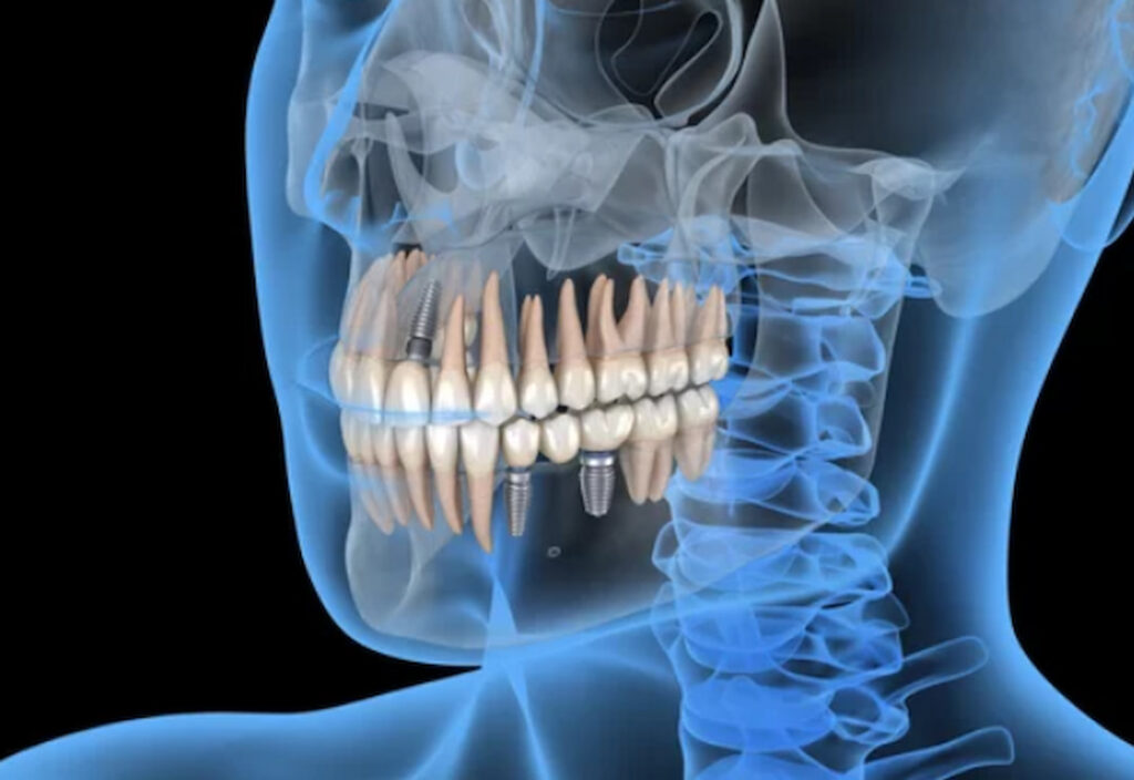 jaw and teeth in human body illustration